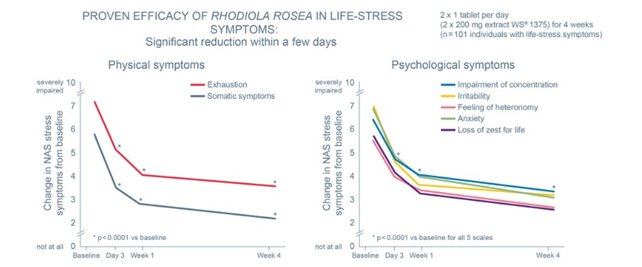 Spadek fizycznych i psychologicznych objawów życiowego stresu już po kilku dniach suplementacji tabletek z ekstraktem Rhodiola rosea